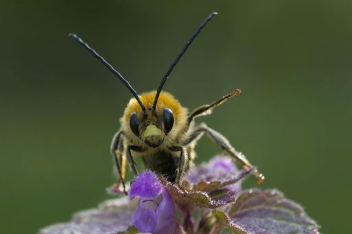 Foto di 'Cesena amica delle api'
